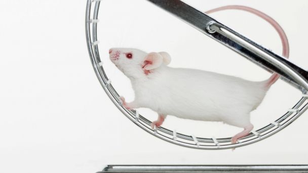 Em qual posição você está na Corrida dos Ratos?